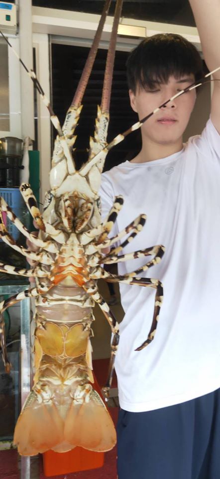 ​今天我們店來了野生超大龍蝦!!!的第2張圖片
